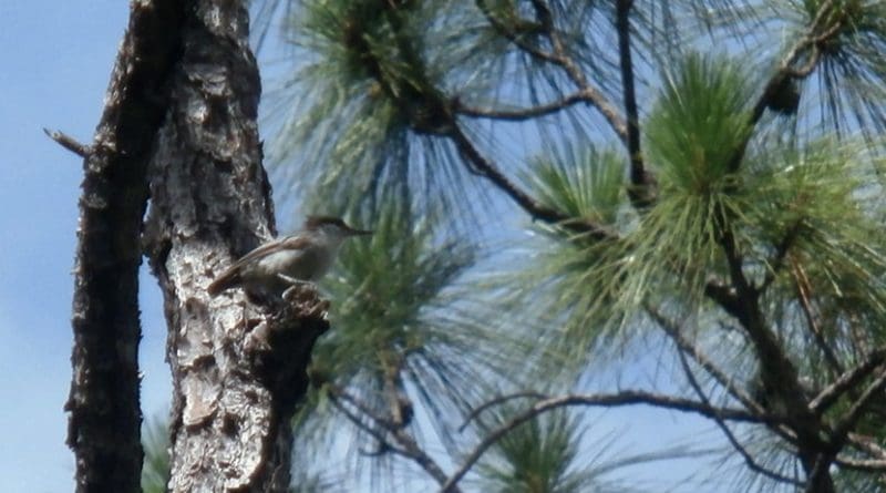 The elusive Bahama Nuthatch. Credit: Matthew Gardner