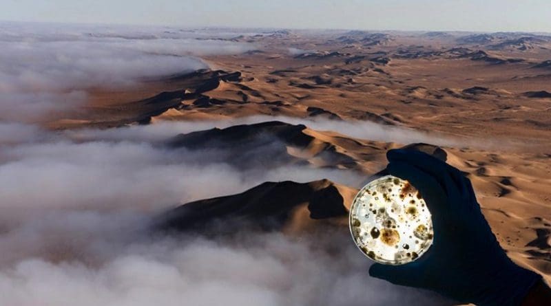 Fog on the Namib Desert with inset of related microbes. Credit Sarah Evans