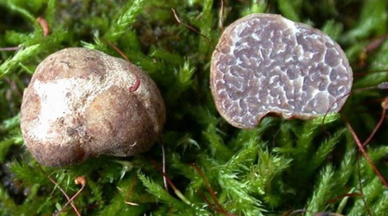 The Tuber brennemanii specimen on the left shows the rough, knobby exterior of the mushroom while the halved specimen on the right shows the interior. Credit Photo courtesy of Rosanne Healy