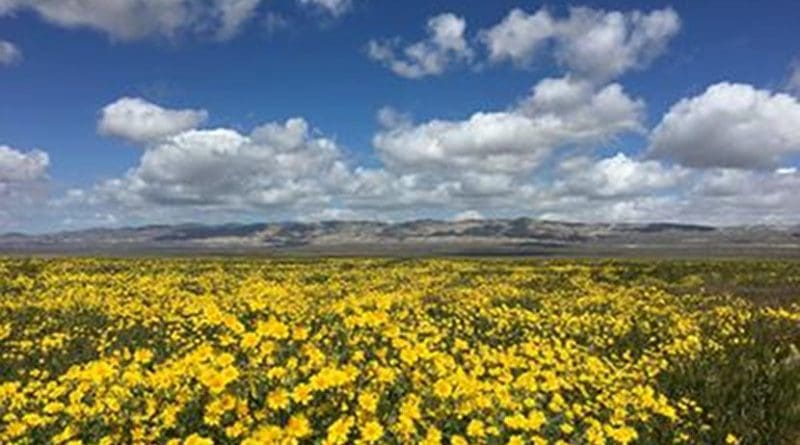 Wildflowers in bloom across the Carrizo Plain, shown in 2016. Credit Laura Prugh/University of Washington