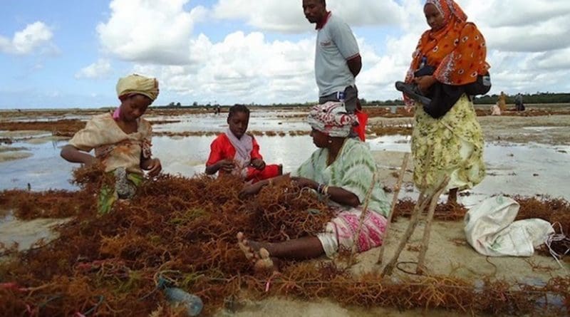 Seaweed farmers. Credit: Mwinyi Sadallah