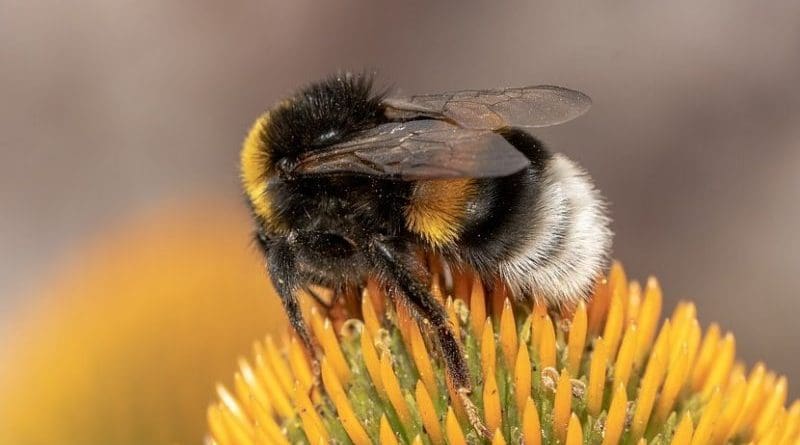 bumble bee