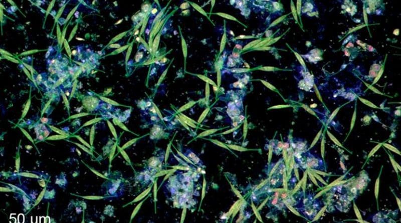 Biofilm formed by bacteria and microalgae on a plastic surface in water from the Kiel Fjord, visualized with confocal laser scanning microscopy. Credit: Jan Michels/Future Ocean
