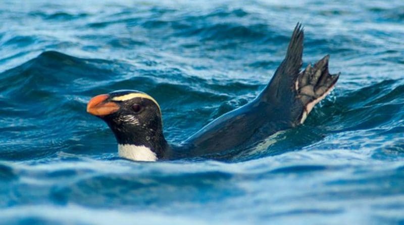 Tawaki at sea. Credit Thomas Mattern