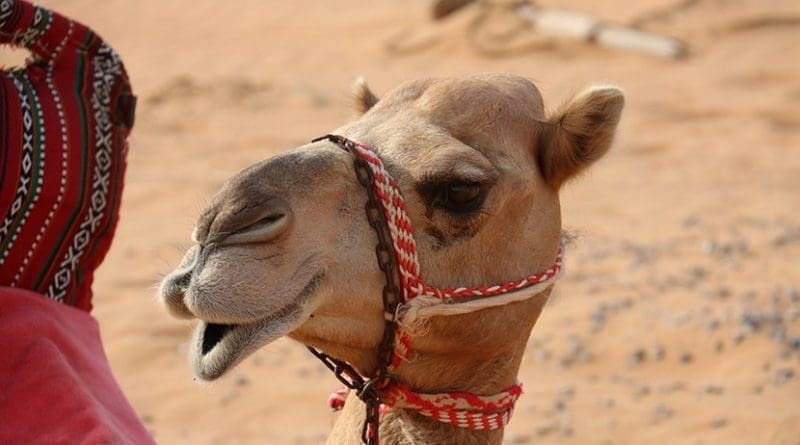 A camel in Saudi Arabia