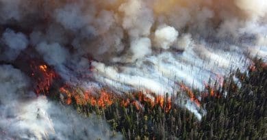 wildfire forest fire