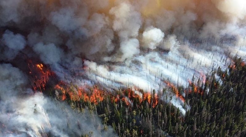 wildfire forest fire