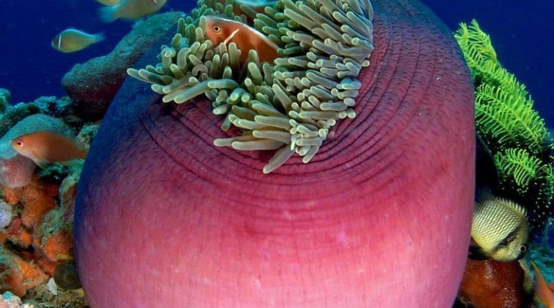 A Heteractis Magnifica, sea anemone. Photo Credit: Nick Hobgood, Wikimedia Commons.