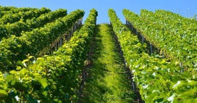 farm vineyard grapes