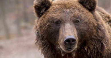 brown bear