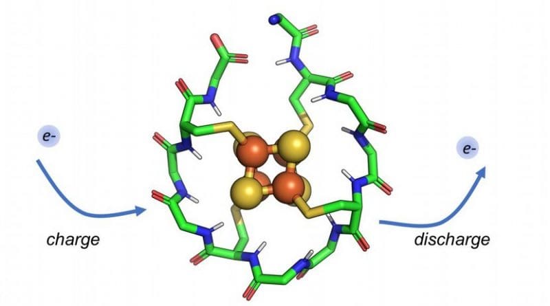 Researchers have designed a synthetic small protein that wraps around a metal core composed of iron and sulfur. This protein can be repeatedly charged and discharged, allowing it to shuttle electrons within a cell. Such peptides may have existed at the dawn of life, moving electrons in early metabolic cycles. Credit Vikas Nanda/Rutgers University-New Brunswick