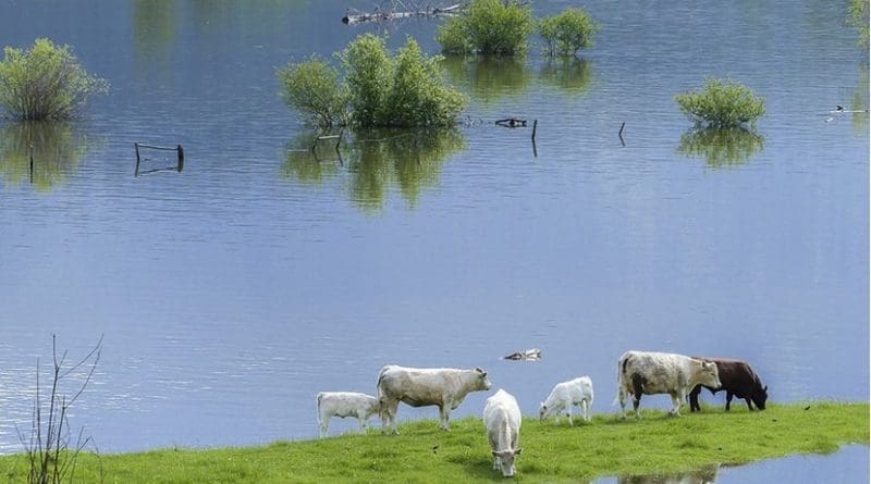 Cows in flooded farmland