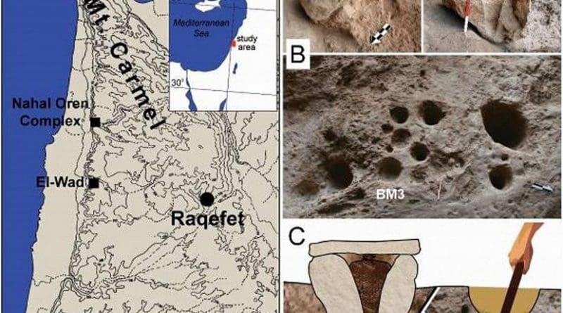 This is the site location and artifacts analyzed. (A) The location of Raqefet Cave and three additional Natufian sites in Mt. Carmel; (B) field photos of the studied boulder mortars (BM1,2) and the location of BM3 on the cave floor (scale bar and arrow: 20 cm); (C) a functional reconstruction of the mortars: a boulder mortar used to store plants in a basket with a stone slab on top, and a bedrock mortar used for pounding and cooking plants and brewing beer. Credit Credits to Elsevier, Journal of Archaeological Science: Reports Credits for photos: Dror Maayan; Graphic design: Anat Regev-Gisis