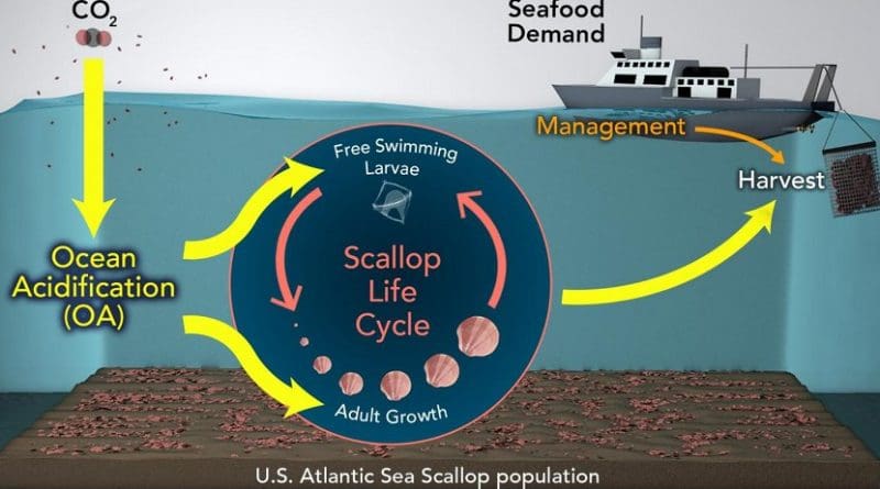 Conceptual diagram of the model that links sea scallop population dynamics, (pink) possible climate change and ocean acidification impacts (yellow), and economic development and management strategies. Credit (Illustration by Natalie Renier, Woods Hole Oceanographic Institution)