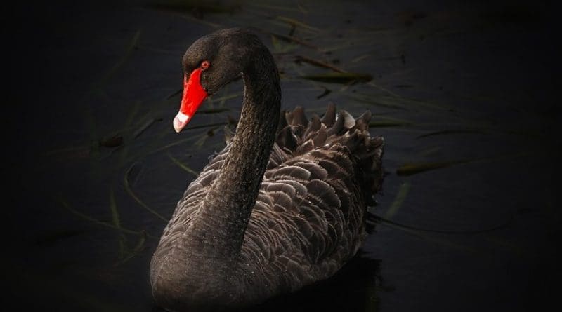 black swan