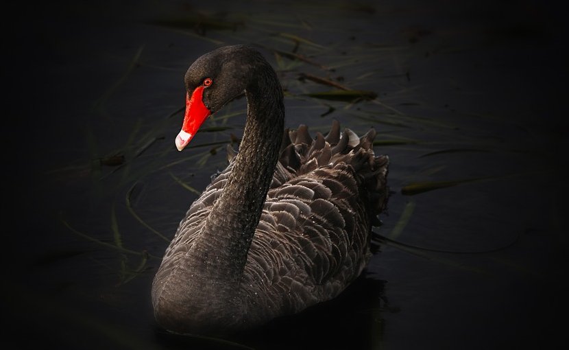 black swan