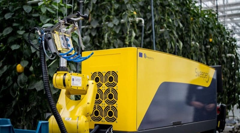 The world's most advanced sweet pepper harvesting robot, developed in a consortium including Ben-Gurion University of the Negev (BGU) researchers, was introduced last week at the Research Station for Vegetable Production at St. Katelijne Waver in Belgium. SWEEPER is designed to operate in a single stem row cropping system, with non-clustered fruits and little leaf occlusion.The Ben Gurion U. team spearheaded efforts to improve the robot's ability to detect ripe produce using computer vision, and has played a role in defining the specifications of the robot's hardware and software interfaces, focusing on supervisory control activities. Credit Research Station for Vegetable Production at St. Katelijne Waver