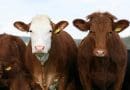 cow cattle beef