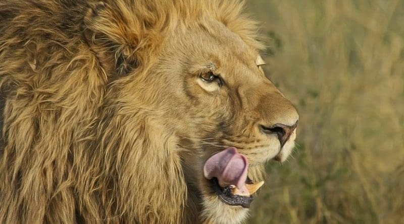 lion cat Africa carnivore
