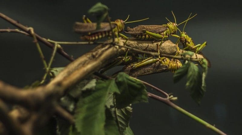 locust grasshopper insect