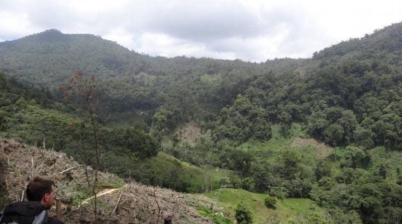 This is fresh deforestation in Honduras. Credit Monte Neate-Clegg