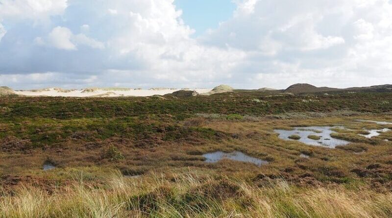 peatland bogs heather