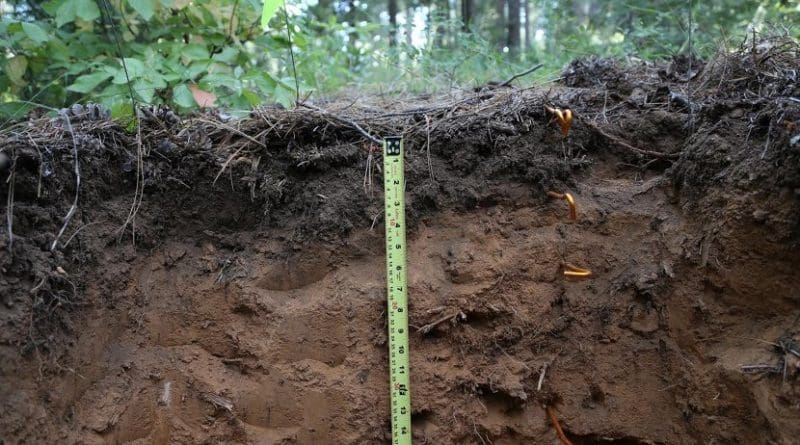 This is cross-section of study site near Georgetown, CA. Over half of the world's soil carbon is stored below 20 degrees cm, making deep soil a large potential emitter of greenhouse gas carbon dioxide. Credit J. Bryan Curtis