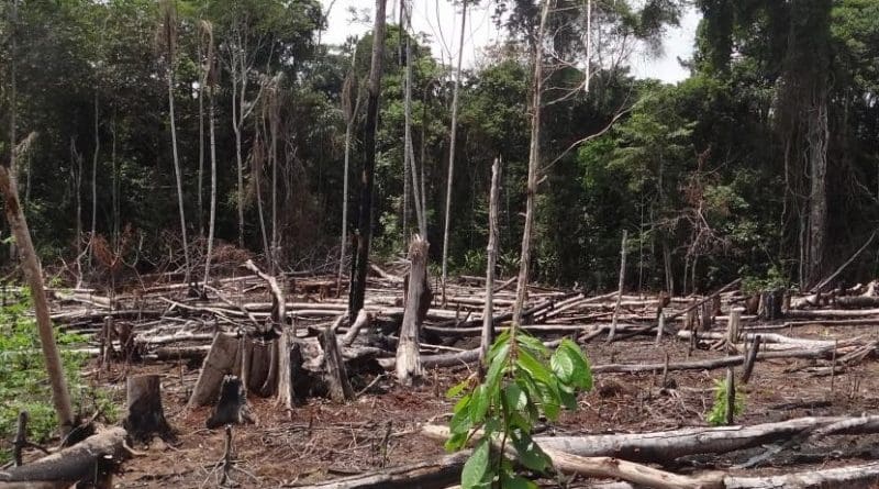 This is a tropical rainforest clearcut in Puerto Nariño, Colombia. If Colombia doesn't take protective action, deforestation could get worse with the end of a decades-long conflict. Credit María Elena Gutiérrez Lagoueyte at Universidad EIA