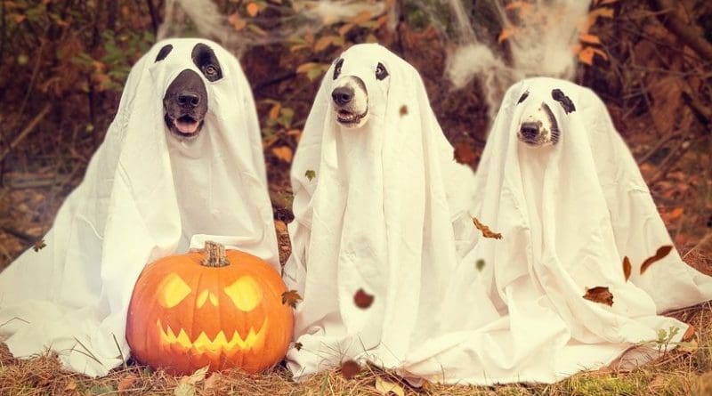 halloween dog