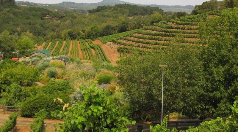 The Benzinger Family Winery is a diversified vineyard in Sonoma County. Credit Corey Luthringer