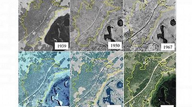 A seventy-two year aerial photo chronosequence showing forest cover change within the Pando aspen clone, Utah, USA. Photos were georectified using ArcMap® software to ensure accurate scale and location alignment. Yellow polygon depicts the boundary of the 43 ha clone as projected over each photo year. Credit Base images courtesy of USDA Aerial Photography Field Office, Salt Lake City, Utah.