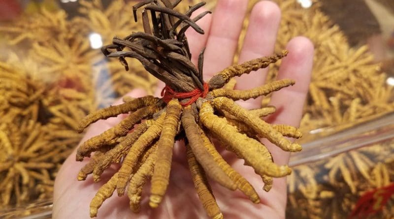 High-quality pieces of caterpillar fungus sold for more than $140,000 per kilogram in Beijing in 2017, more than three times the price of gold. Credit Kelly Hopping
