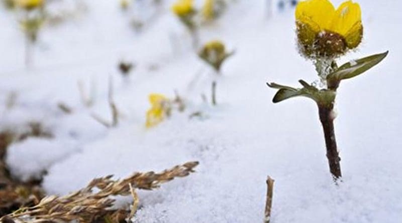 The long-lasting snow cover is vanishing in northern mountains -- will snow buttercup (Ranunculus nivalis) and other Arctic and mountain plants follow? Credit Julia Kemppinen
