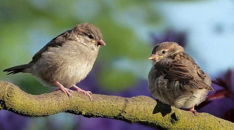 songbird sparrow