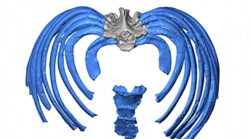 This image from the virtual reconstruction shows how the ribs attach to the spine in an inward direction, forcing an even more upright posture than in modern humans. Credit Gomez-Olivencia, et al