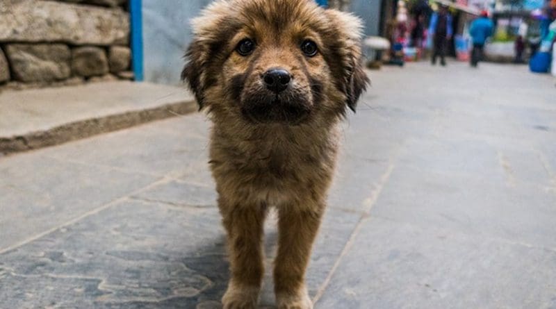 street dog puppy