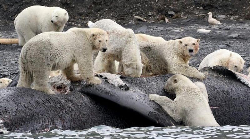 Polar bears are shown scavenging on the carcass of a dead bowhead whale that washed ashore on Wrangel Island, Russia. Credit Chris Collins/Heritage Expeditions