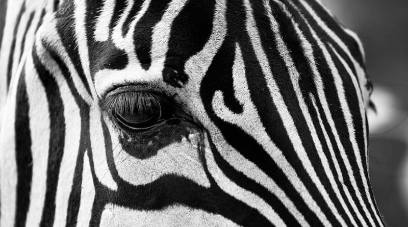 zebra