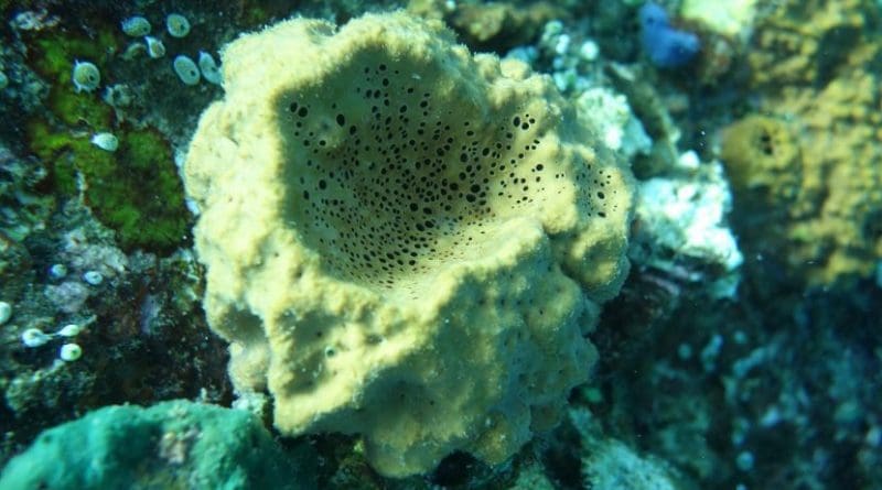 An underwater picture of the modern demosponge species Rhabdastrella globostellata, which make the same 26-mes steroids that the researchers found in ancient rocks. Credit Paco Cárdenas