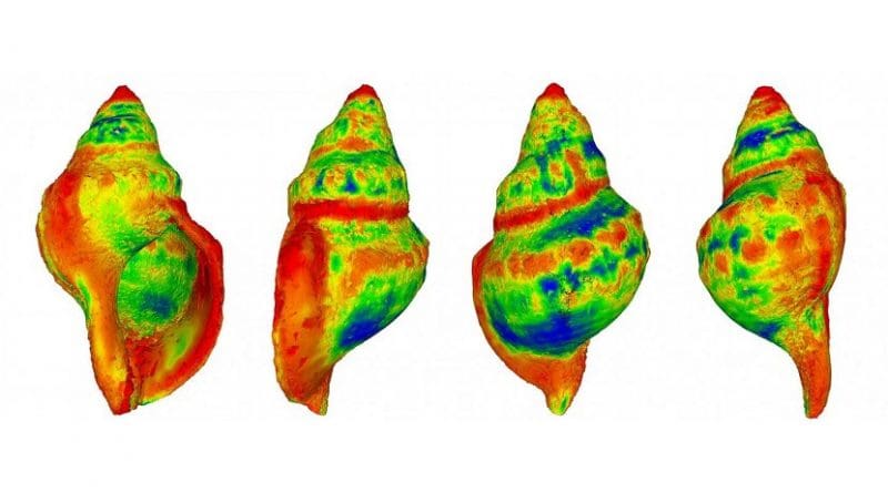 A heat-map demonstrating where differences are most likely to occur in shell shape among gastropods exposed to raised CO2 levels (with red indicating a greater degree of change) Credit Ben Harvey