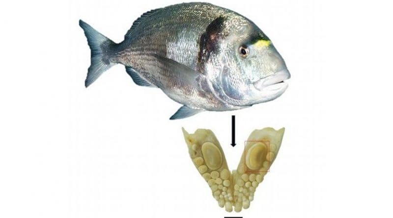Jaw with a durophagous dentition consisting of teeth with thick enamel of the gilthead sea bream (Sparus aurata): The large molariform tooth was used for oxygen isotope analysis and to estimate the size of the fish. Credit: Guy Sisma-Ventura, Israel