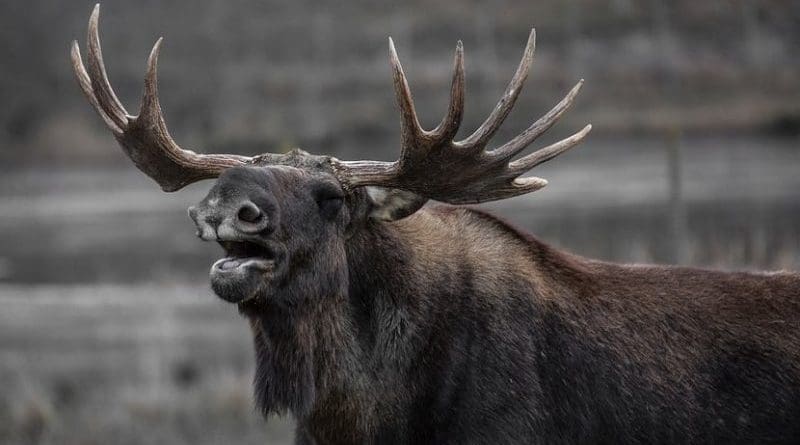 a bull moose