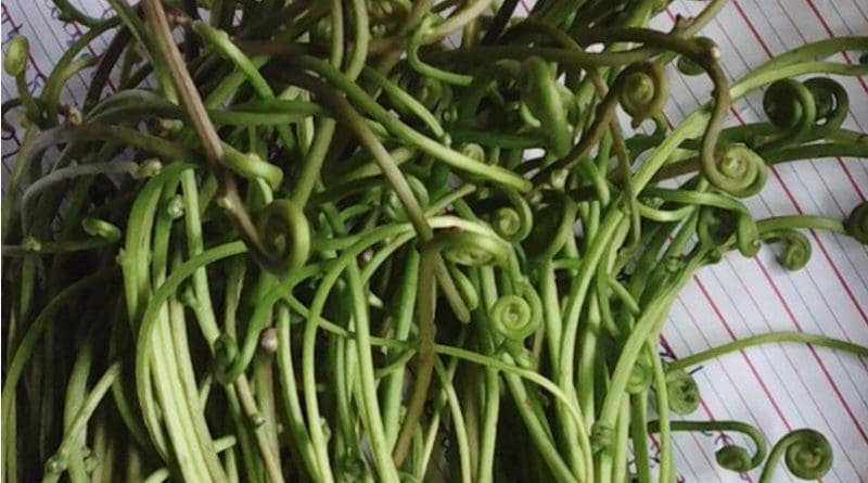 US immigrants may lose the ability to digest certain types of plants, such as this unidentified jungle fern gathered for food by Karen villagers in Thailand. Credit Pajau Vangay