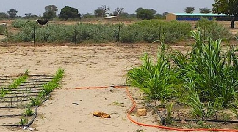 New research from The Ohio State University has found that growing millet alongside a native shrub increases food production by 900 percent. The shrubs irrigate the crops, sharing water they draw from deep underground. The millet on the left was grown without shrubs. The millet on the right was grown next to shrubs. Credit The Ohio State University