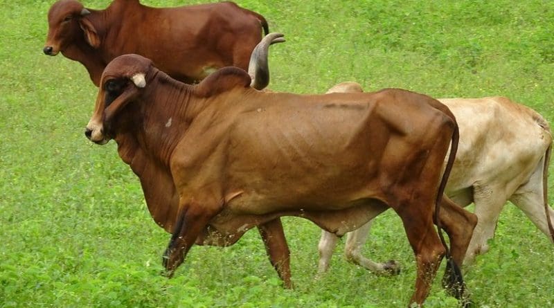 Gir breed cows