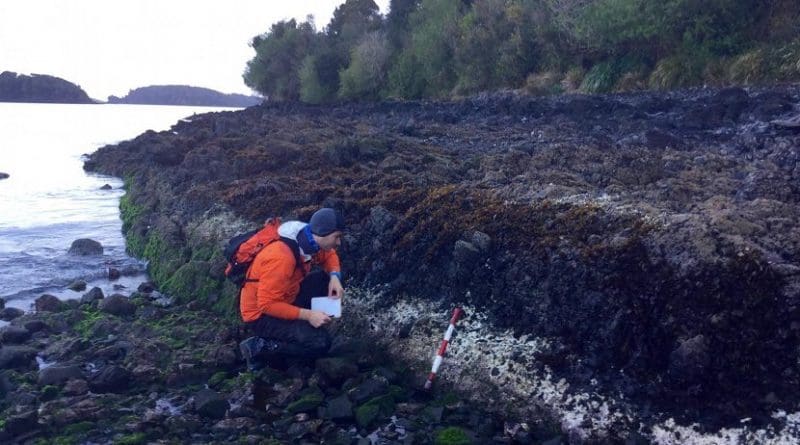 Ed Garrett of Durham University examines bleached coralline algae related to the the 2016 magnitude 7.6 Chiloé earthquake in Chile. Credit Martin Brader