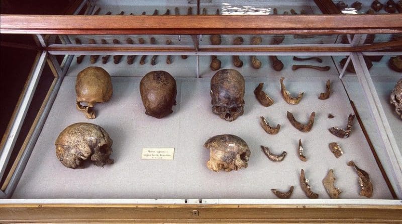 These are skulls and other human remains from P.W. Lund's Collection from Lagoa Santa, Brazil kept in the Natural History Museum of Denmark. Credit Natural History Museum of Denmark