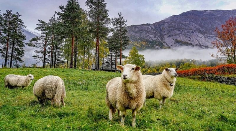 Sheep grazing in the mountains of Norway.