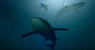 shark shark sharks