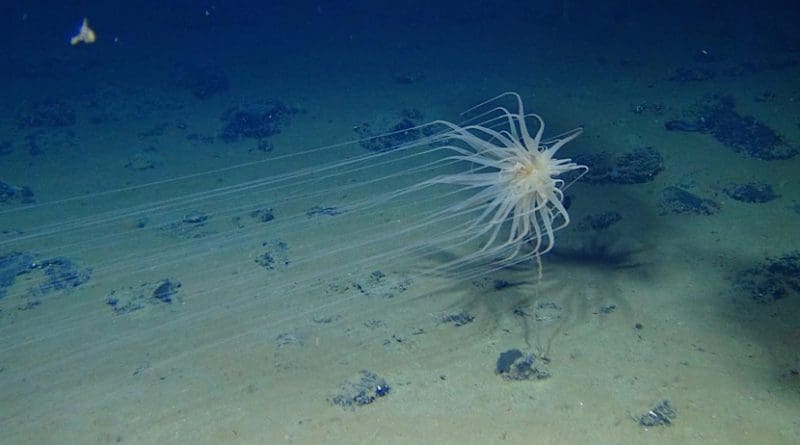 A species called Relicanthus clings to a sponge stalk on the floor of the Pacific Ocean. CREDIT DJ Amon & CR SmithA species called Relicanthus clings to a sponge stalk on the floor of the Pacific Ocean. CREDIT DJ Amon & CR Smith